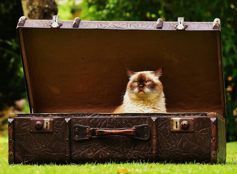 Suitcase Image